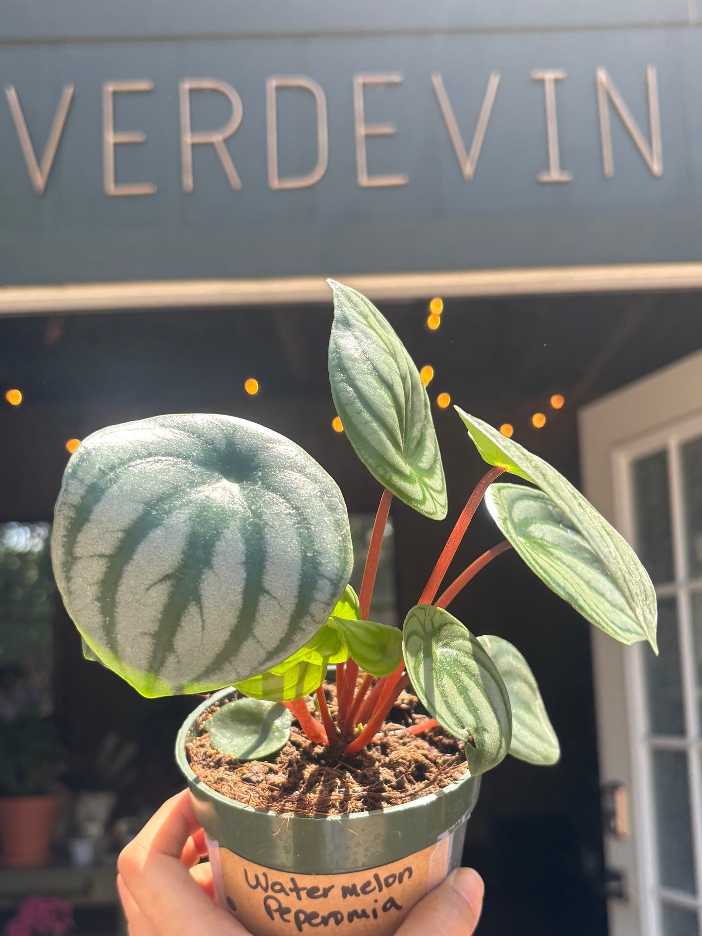 Watermelon Peperomia