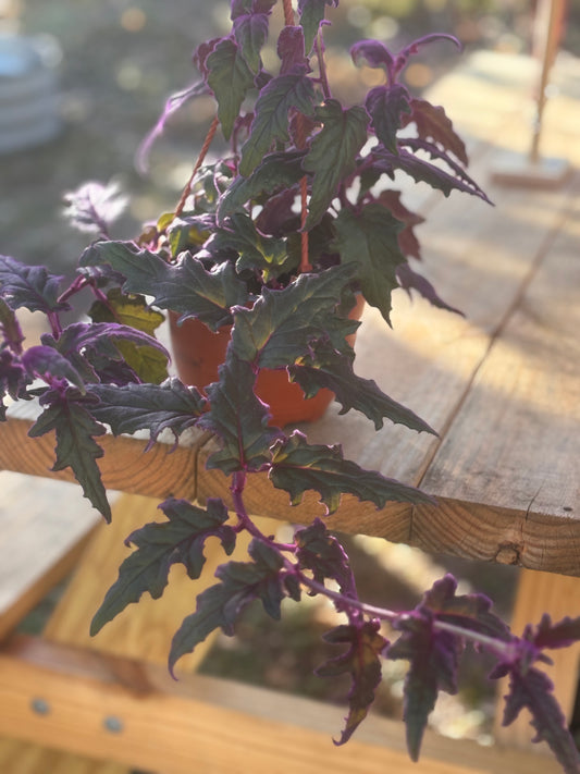 Gynura Purple Passion