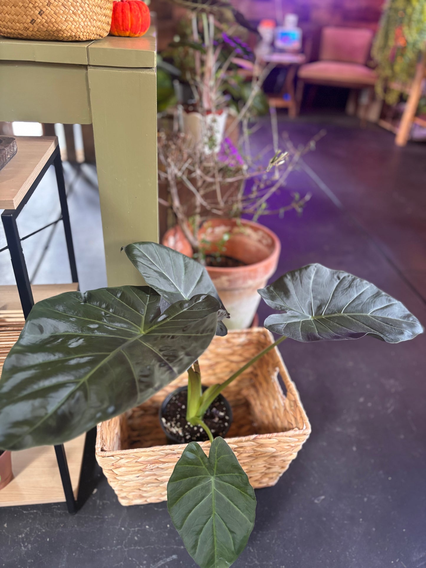 Alocasia Regal Shields