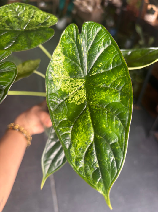 Alocasia Dragon Scale Mint