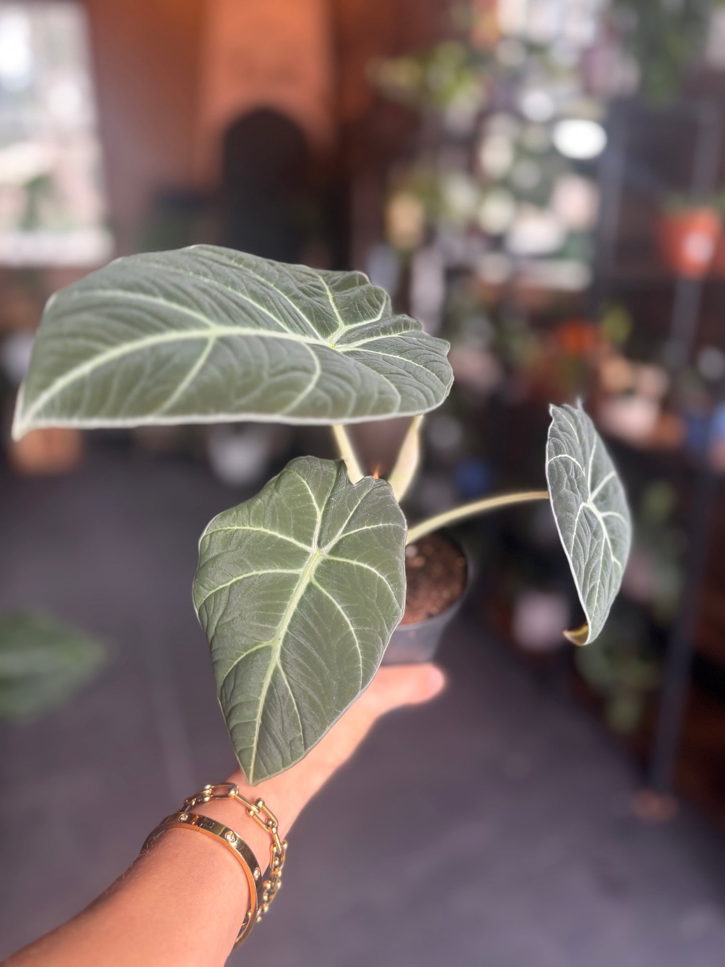 Alocasia Black Velvet