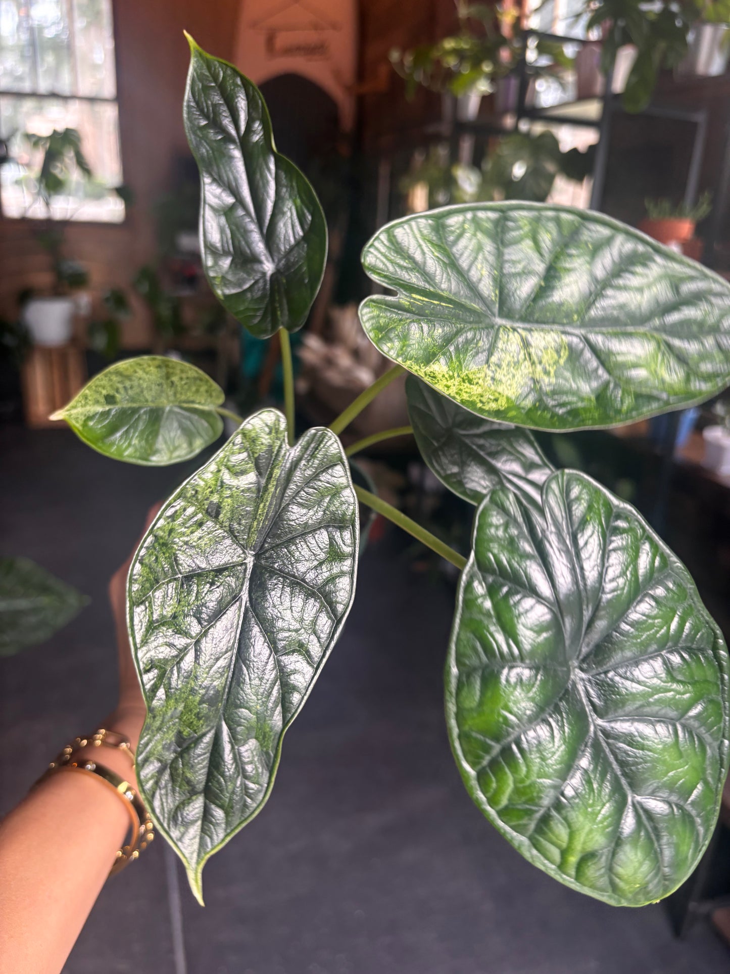 Alocasia Dragon Scale Mint