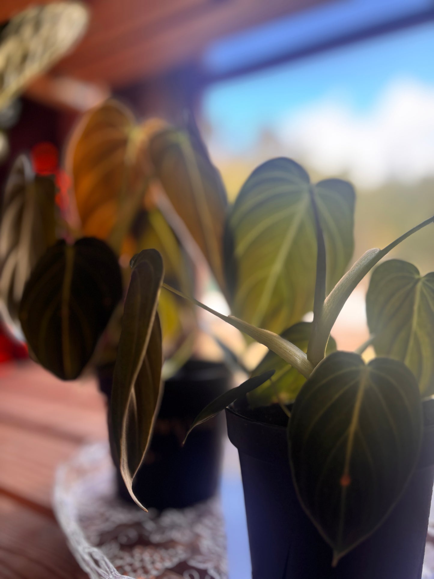 Philodendron Melanochrysum