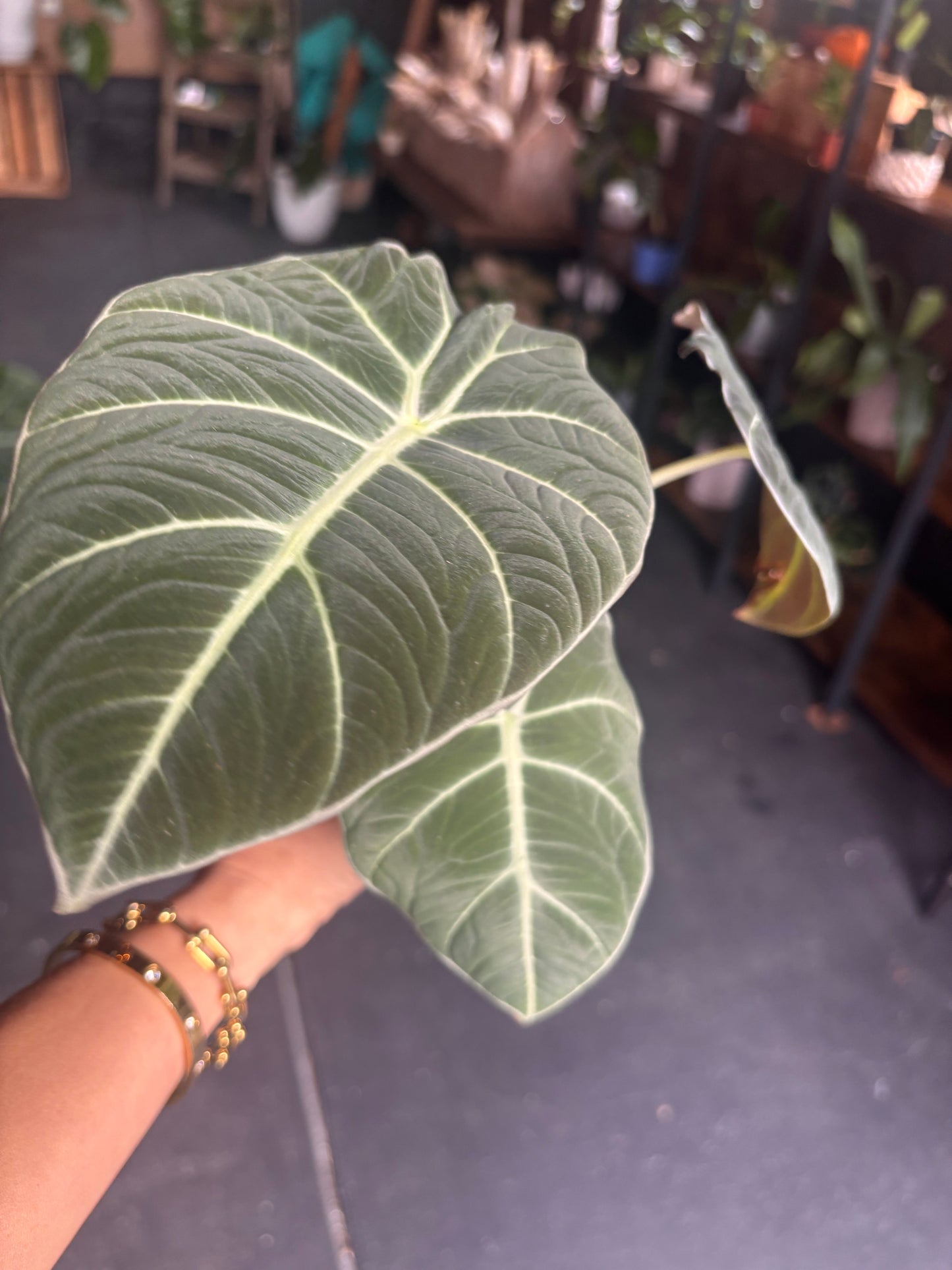 Alocasia Black Velvet