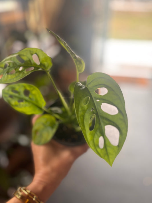 Monstera Adansonii