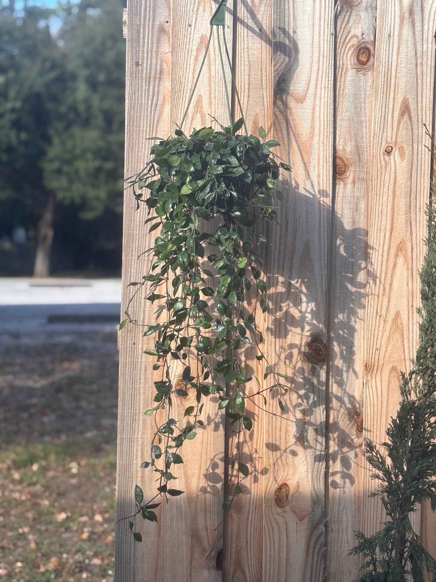 Hoya Krohniana Black