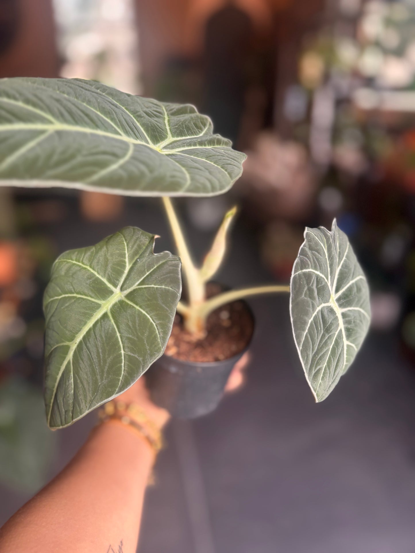 Alocasia Black Velvet