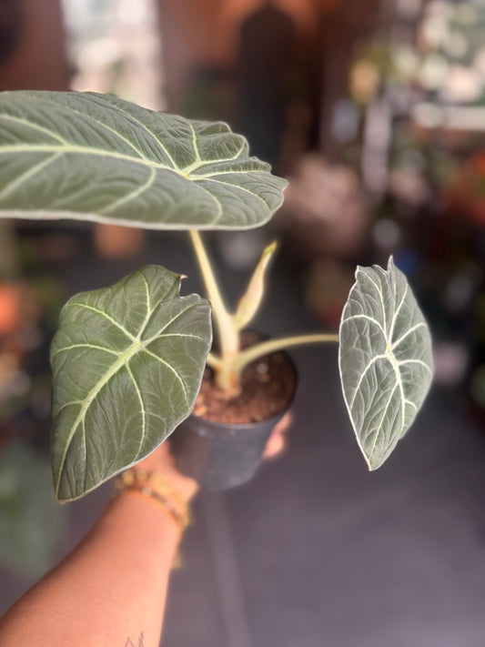 Alocasia Black Velvet