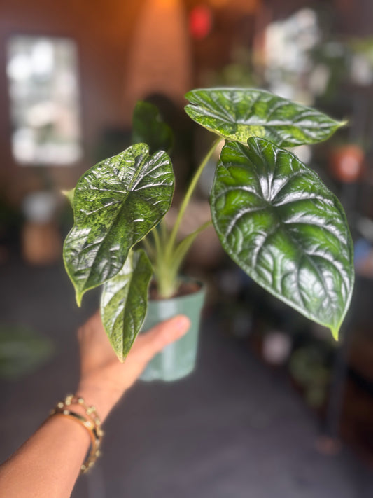 Alocasia Dragon Scale Mint