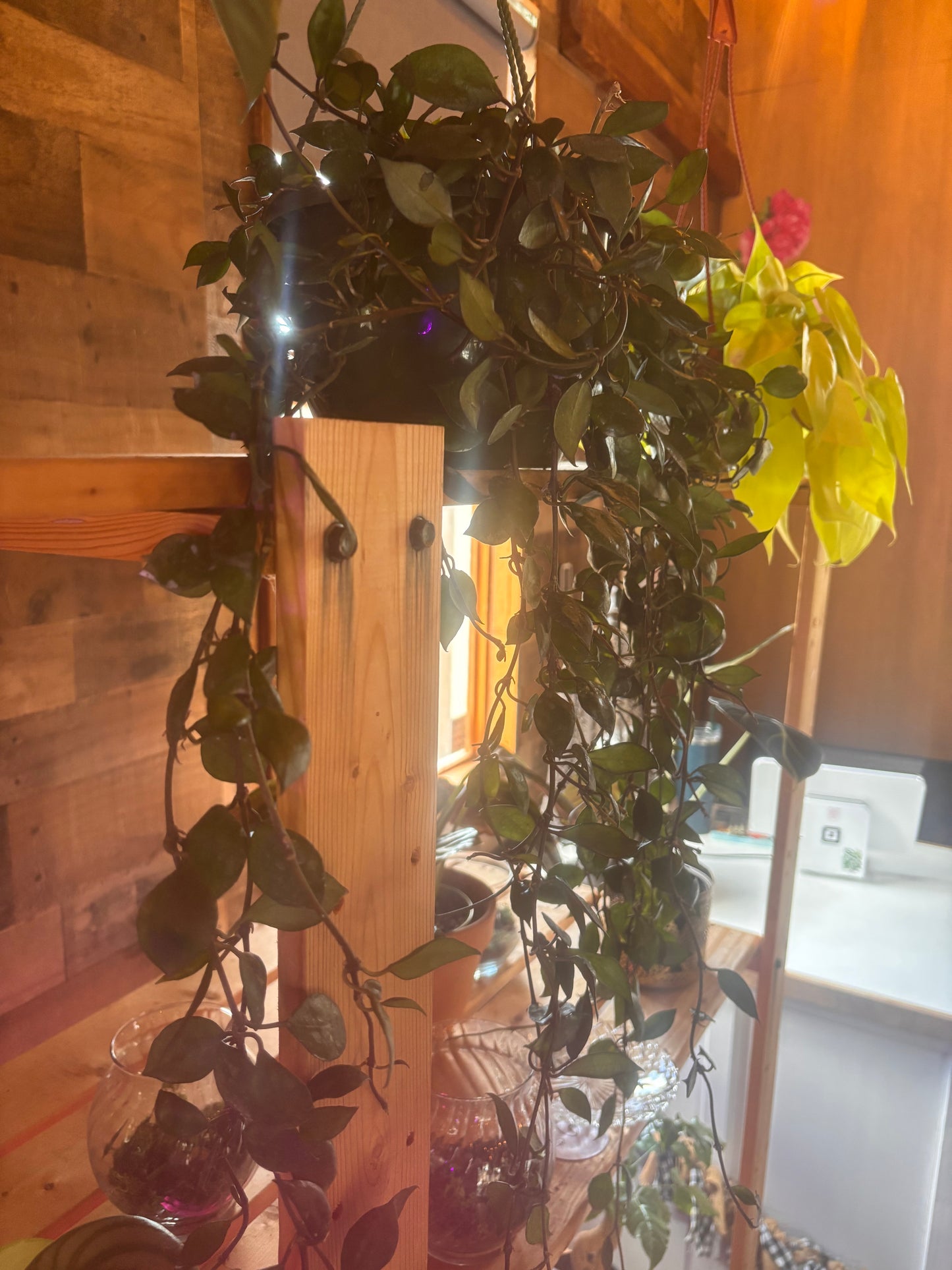 Hoya Krohniana Black