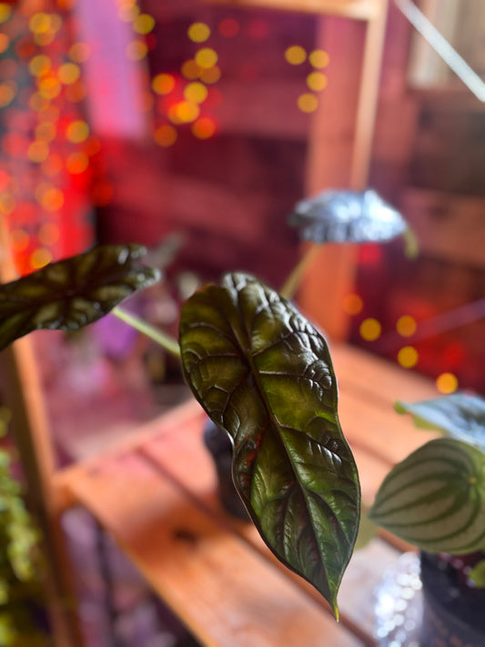 Alocasia Dragon Scale