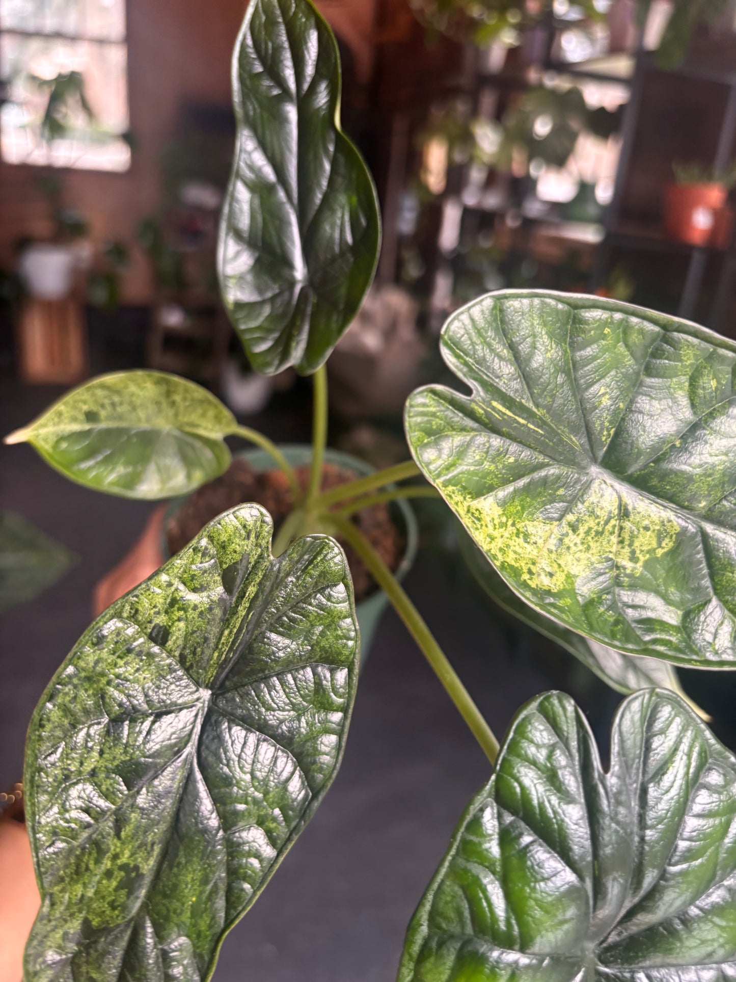 Alocasia Dragon Scale Mint