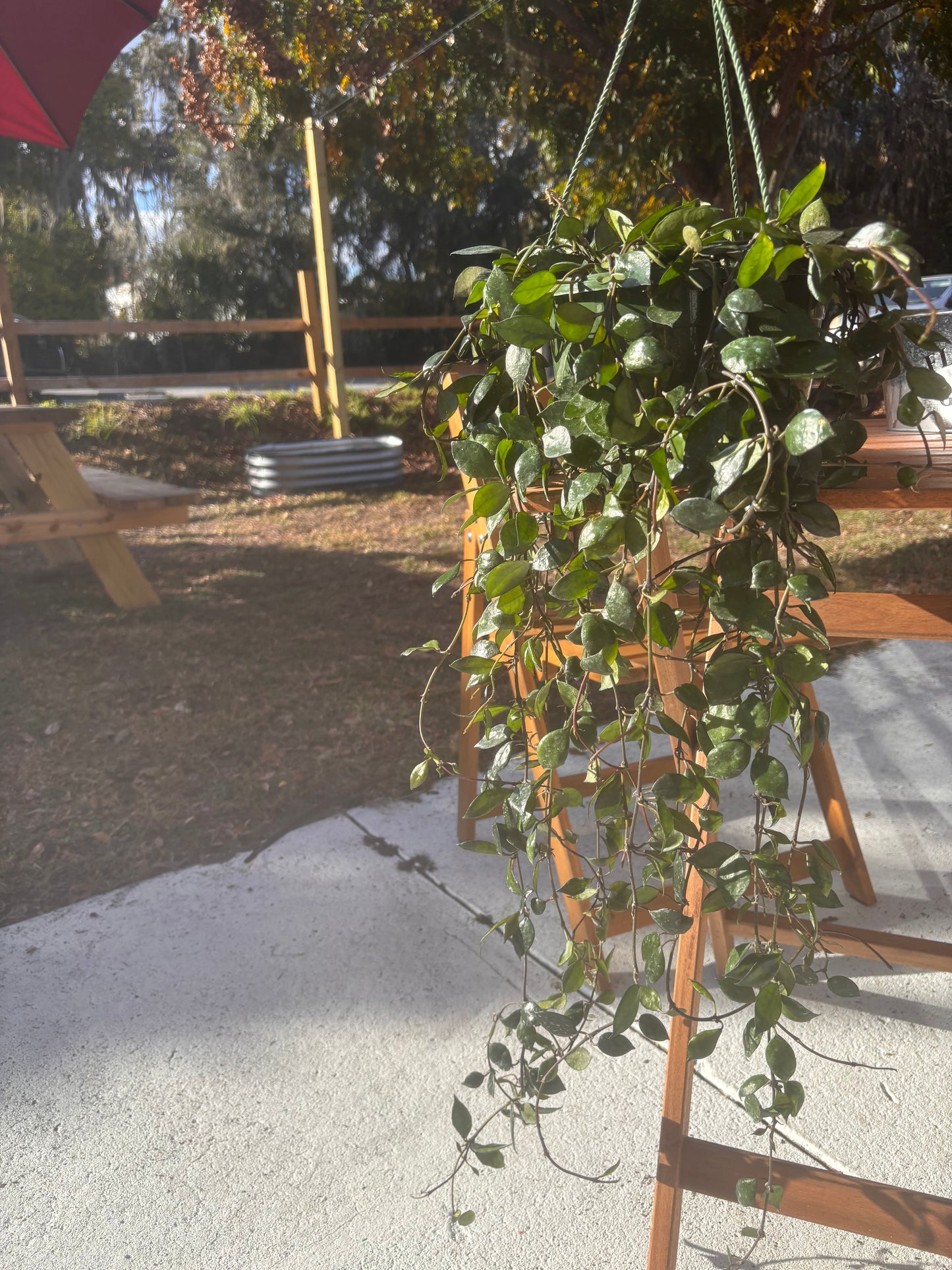 Hoya Krohniana Black