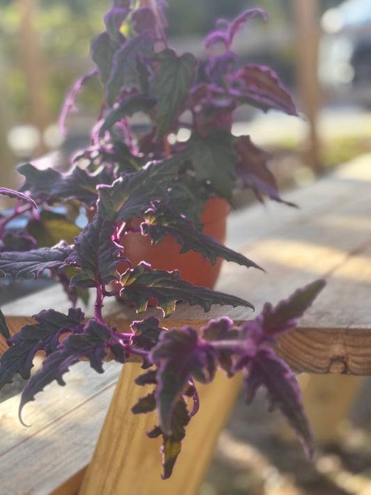 Gynura Purple Passion